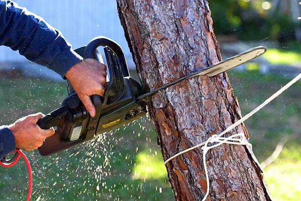 Best Commercial Tree Services  in Woodbranch, TX